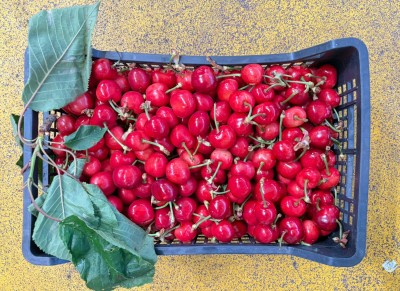 Foto Ciliegie Varietà Bigarreu Origine Italia Marchio Mondial 3