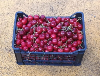 Foto Ciliegie Varietà Ferrovia Origine Italia Marchio Mondial Fruit  1