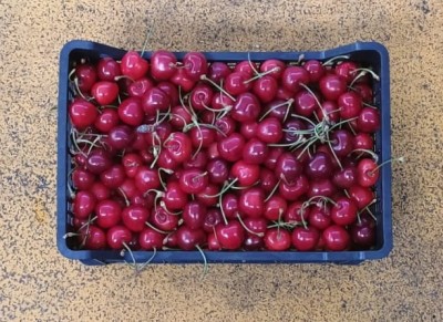 Foto Ciliegie Varietà Ferrovia Origine Italia Marchio Mondial Fruit  3