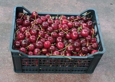 Foto Ciliegie Varietà Duroni Origine Italia Marchio Mondial Fruit 1