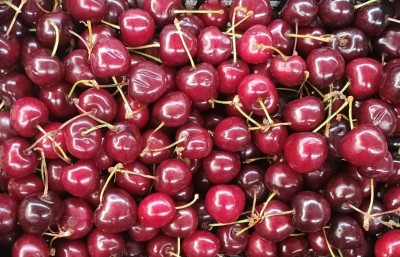 Foto Ciliegie Varietà Duroni Origine Italia Marchio Mondial Fruit 2