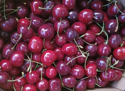 Foto Ciliegie Varietà Prisco Calibro 28+ Origine Spagna Marchio Magalia  2