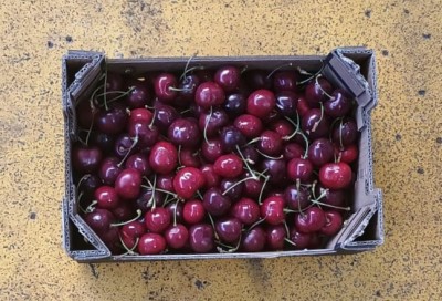 Foto Ciliegie Varietà Prisco Calibro 28+ Origine Spagna Marchio Magalia  3