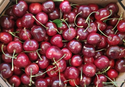 Foto Ciliegie Varietà Frisco Calibro 30+ Origine Spagna Marchio Magalia 2