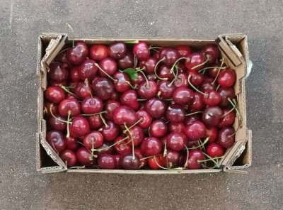 Foto Ciliegie Varietà Frisco Calibro 30+ Origine Spagna Marchio Magalia 3