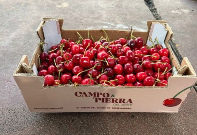Foto Ciliegie Varietà Bigarreu Calibro 22+ Origine Spagna Marchio Cerezas 1
