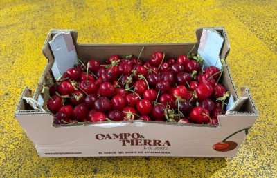 Foto Ciliegie Varietà Bigarreu Calibro 26+ Origine Spagna Marchio Campo de Tierra 1