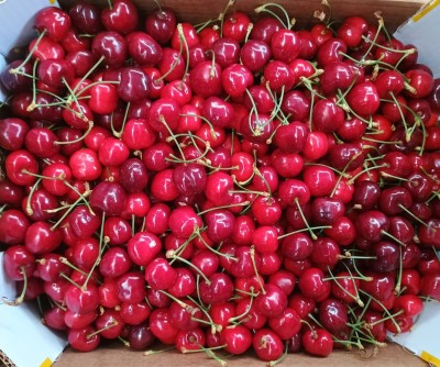 Foto Ciliegie Varietà Ferrovia Origine Italia Marchio Medi Fruits 2