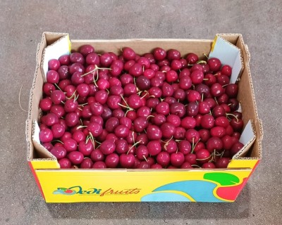 Foto Ciliegie Varietà Kordia Origine Italia Marchio Medi Fruit            1