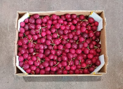 Foto Ciliegie Varietà Kordia Origine Italia Marchio Medi Fruit            3