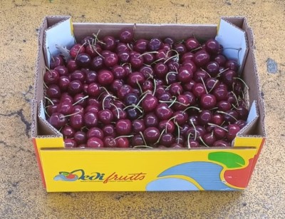 Foto Ciliegie Varietà Sweet elen Origine Italia Marchio Medifruits          1