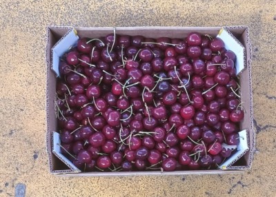 Foto Ciliegie Varietà Sweet elen Origine Italia Marchio Medifruits          3