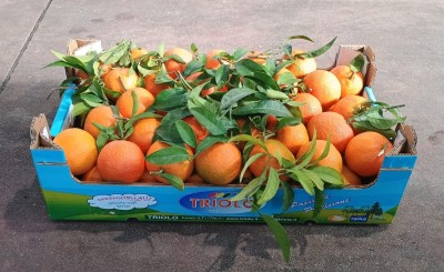 Foto Clementini Varietà Oronules Calibro 1  Origine Spagna Marchio Triolo  1