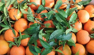 Foto Clementini Varietà Oronules Calibro 1  Origine Spagna Marchio Triolo  2