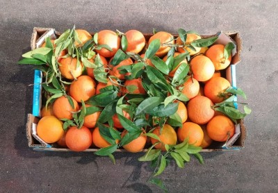 Foto Clementini Varietà Oronules Calibro 1  Origine Spagna Marchio Triolo  3