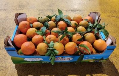 Foto Clementini Varietà Oronules Calibro 1 Origine Spagna Marchio Triolo	 1