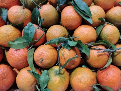 Foto Clementini Varietà Oronules Calibro 1 Origine Spagna Marchio Triolo	 2