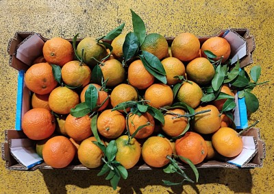 Foto Clementini Varietà Oronules Calibro 1 Origine Spagna Marchio Triolo	 3