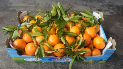 Foto Clementini Varietà Senza Semi Calibro 1 Origine Italia Marchio Triolo 1