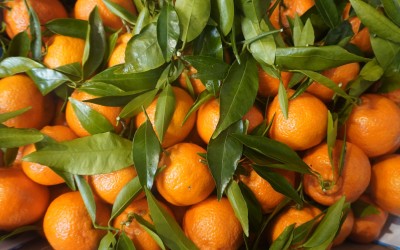 Foto Clementini Varietà Senza Semi Calibro 1 Origine Italia Marchio Triolo 2