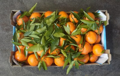 Foto Clementini Varietà Senza Semi Calibro 1 Origine Italia Marchio Triolo 3