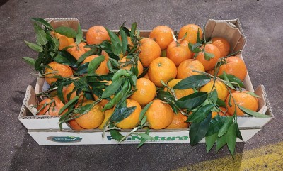 Foto Clementini Affogliati Varietà Oronules Calibro 1 Origine Italia Marchio Triolo 1