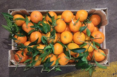 Foto Clementini Affogliati Varietà Oronules Calibro 1 Origine Italia Marchio Triolo 3