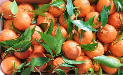 Foto Clementini Affogliati Calibro 1 Origine Italia Marchio Triolo 2