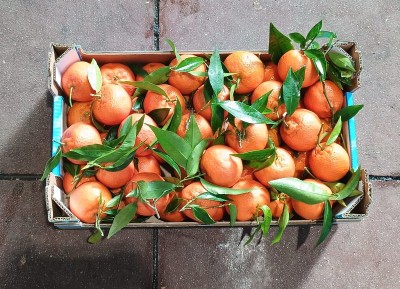 Foto Clementini Affogliati Calibro 1 Origine Italia Marchio Triolo 3