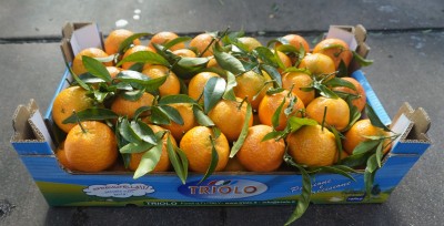 Foto Clementini Varietà Oronules Calibro 1 Origine Spagna Marchio Triolo 1