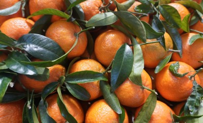 Foto Clementini Varietà Oronules Calibro 1 Origine Spagna Marchio Triolo 2