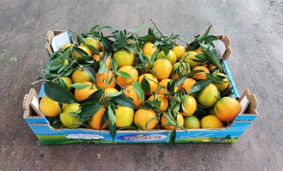 Foto Clementini Affogliati Calibro 2 Origine Spagna Marchio Triolo     1