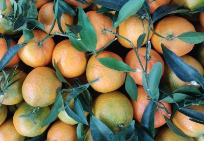 Foto Clementini Affogliati Calibro 2 Origine Spagna Marchio Triolo     2