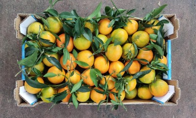 Foto Clementini Affogliati Calibro 2 Origine Spagna Marchio Triolo     3