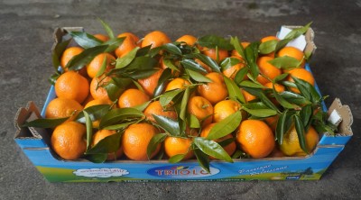 Foto Clementini  Senza Semi Calibro 2 Origine Italia Marchio Triolo 1