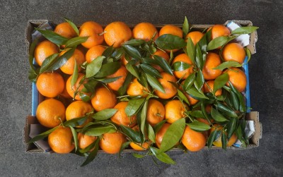 Foto Clementini  Senza Semi Calibro 2 Origine Italia Marchio Triolo 3