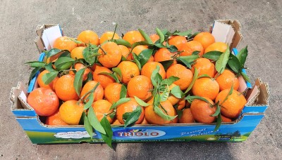 Foto Clementini Varietà Oronules Calibro 2 Origine Spagna marchio Triolo  1