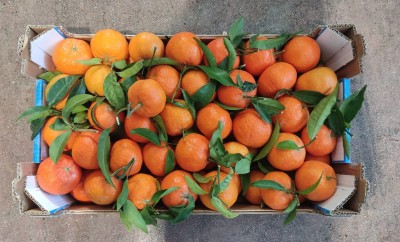 Foto Clementini Varietà Oronules Calibro 2 Origine Spagna marchio Triolo  3