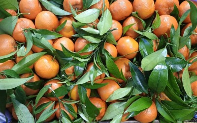 Foto Clementini Affogliati Calibro 3 Origine Italia Marchio Triolo 2