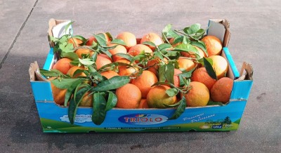 Foto Clementini Varietà Oronules Calibro 1x Origine Spagna Marchio Triolo   1