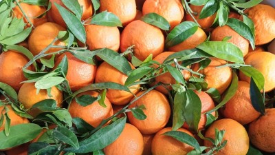 Foto Clementini Varietà Oronules Calibro 1x Origine Spagna Marchio Triolo   2