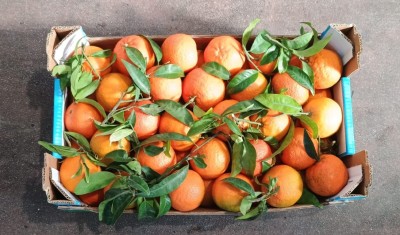 Foto Clementini Varietà Oronules Calibro 1x Origine Spagna Marchio Triolo   3