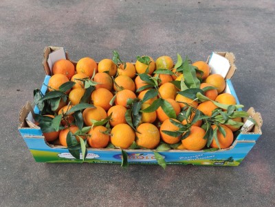 Foto Clementini Defogliati Varietà Oronules Calibro 2 Origine Spagna Marchio Triolo 1