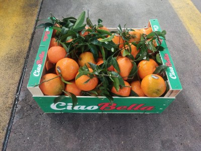 Foto Clementini Oronules Calibro 1 Origine Spagna Marchio Ciao Bella     1