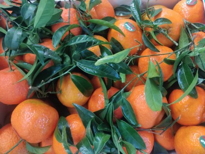 Foto Clementini Oronules Calibro 1 Origine Spagna Marchio Ciao Bella     2