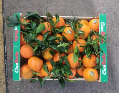 Foto Clementini Oronules Calibro 1 Origine Spagna Marchio Ciao Bella     3