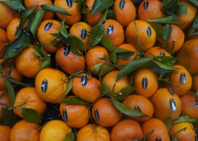 Foto Clementini Affogliati  Varietà Nadorcott Calibro 1x Origine Spagna Marchio Martinavarro  2