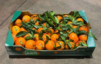 Foto Clementini Tango Gold Calibro 1XX Origine Spagna Marchio Martinavarro 1