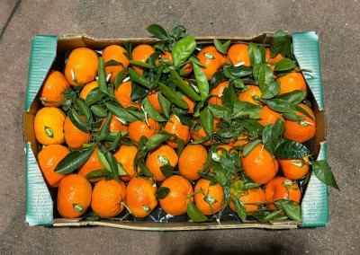 Foto Clementini Tango Gold Calibro 1XX Origine Spagna Marchio Martinavarro 3