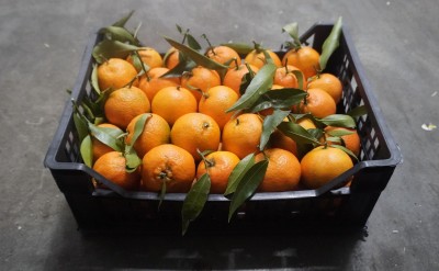 Foto Clementini Affogliati  Origine Italia Marchio  Hilias  1